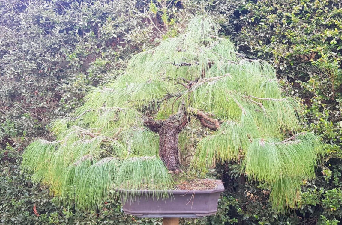 5 fresh seeds Pinus Patula Mexican Weeping Pine Tree Etsy