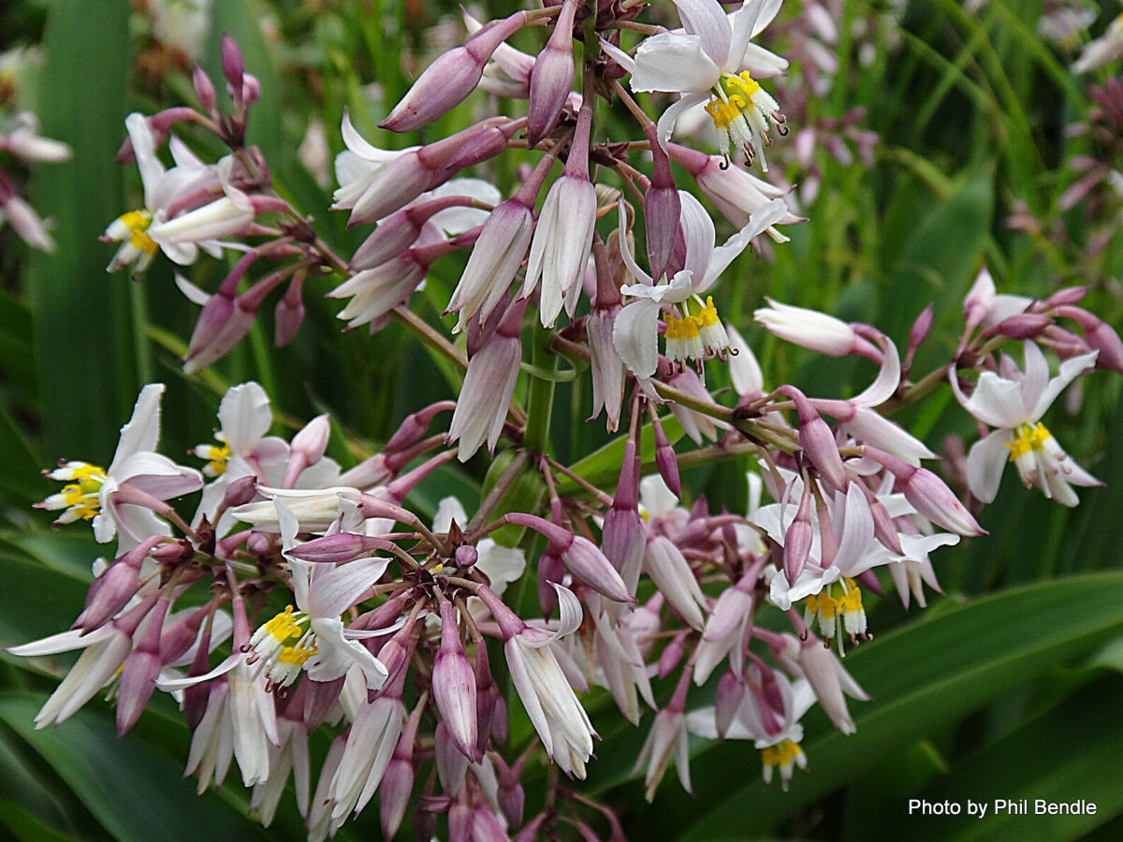 20 seeds Renga Renga Lily Arthropodium cirratum Etsy