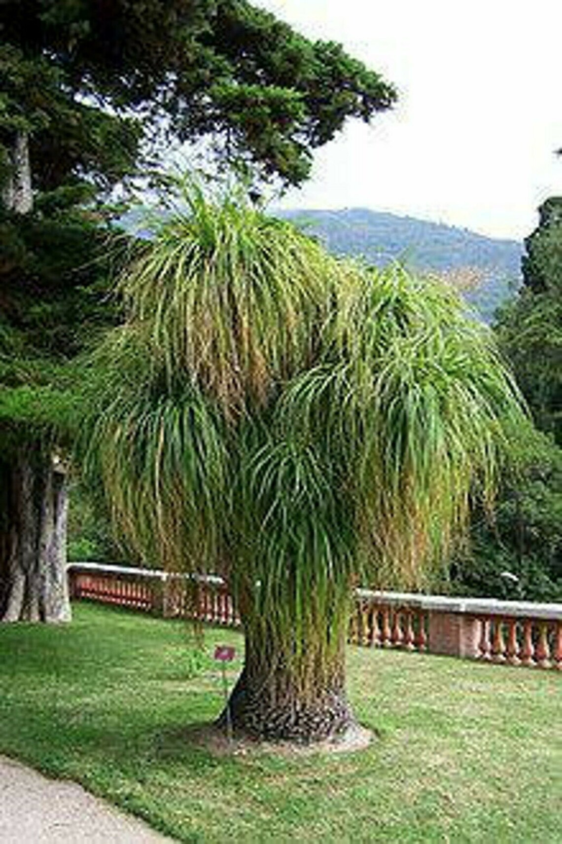 10 Fresh Seeds Ponytail Palm Beaucarnea Recurvata Etsy