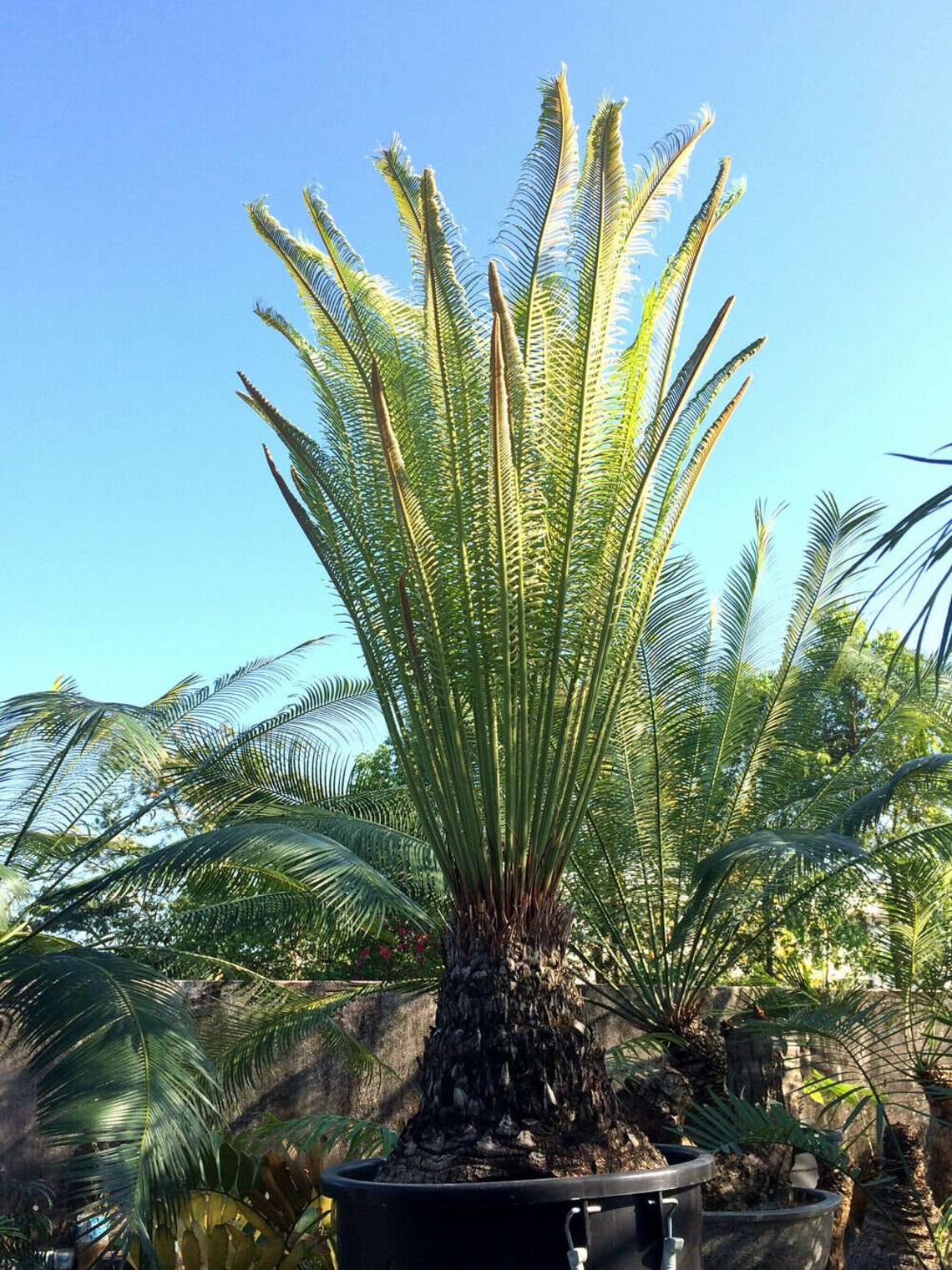 Cycas Pectinata Himalayan Sago 1 fresh seed Rare Etsy