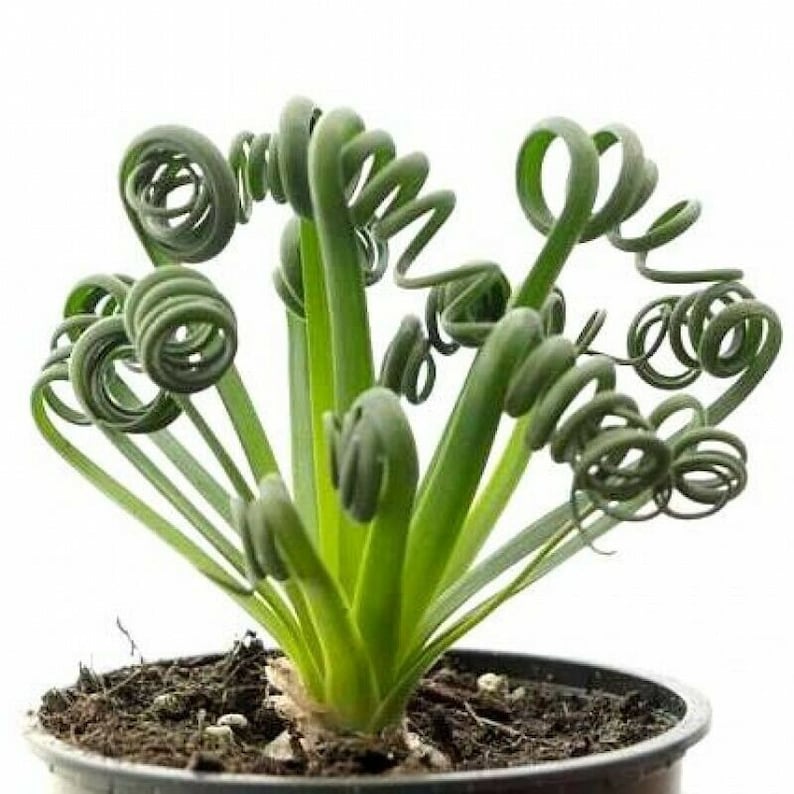 Spiral Grass Albuca Spiralis Plant Fresh Seeds Rare
