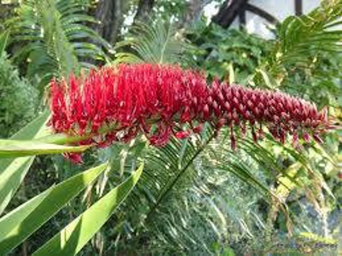 10 Seeds Poor Knights Lily Callistemon xeronema Etsy