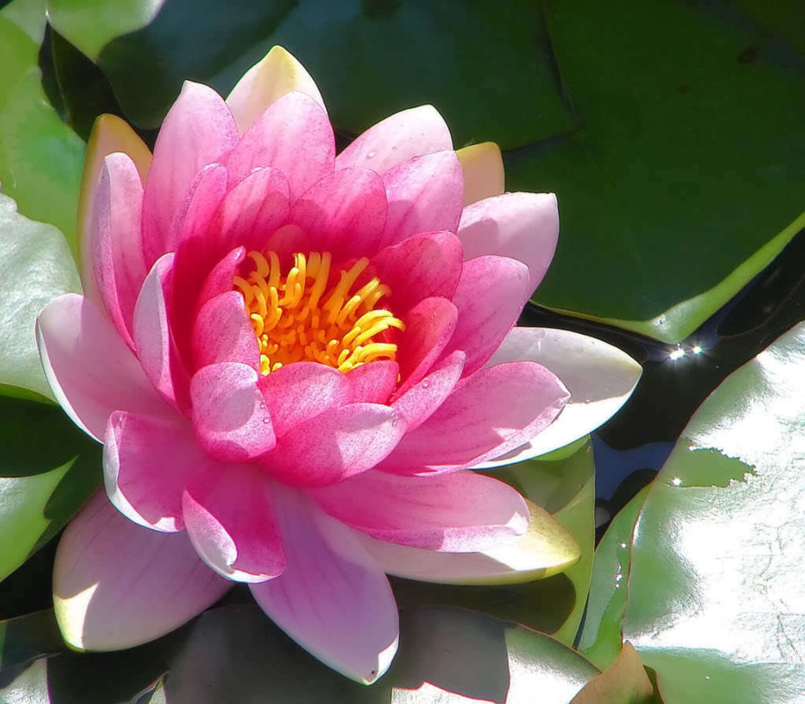 10 seeds PINK WATER LILY Pad Nymphaea Sp Pond Lotus Flower Etsy