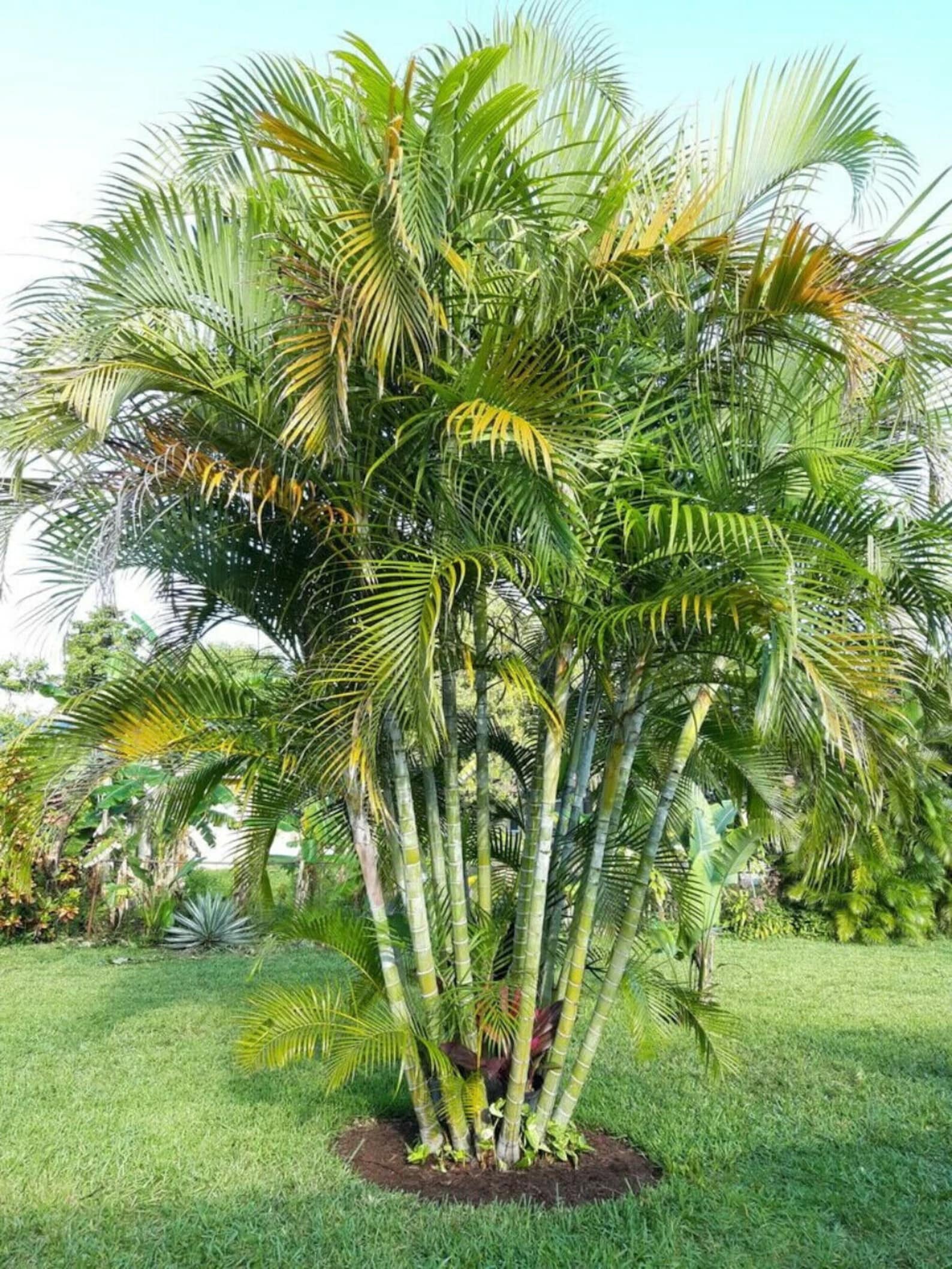 3 fresh seeds Dypsis Lutescens Gold Cane Palm Areca Palm Etsy