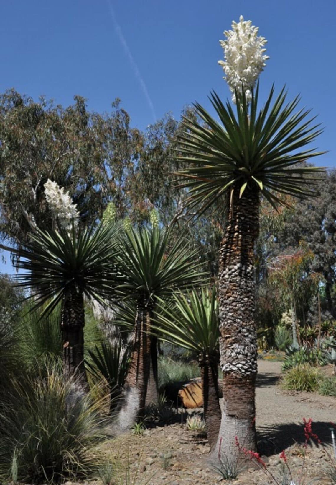 100 fresh seeds Yucca Carnerosana Giant Spanish Dagger Etsy