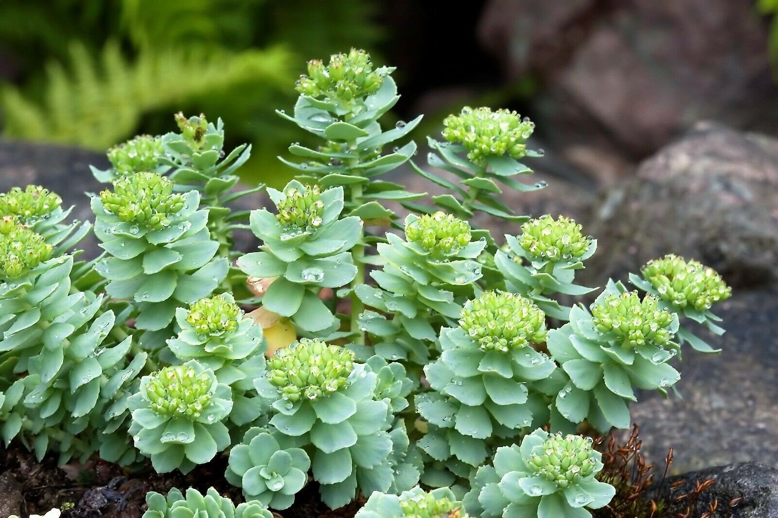 25 Seeds ROSEROOT STONECROP Golden Rose Root Sedum Rhodiola Etsy