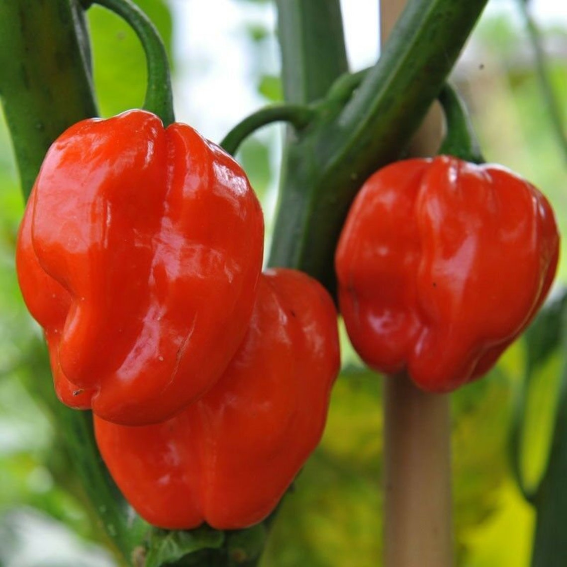 Capsicum chinense Seed Chilli Habanero Red 20 Seeds Etsy