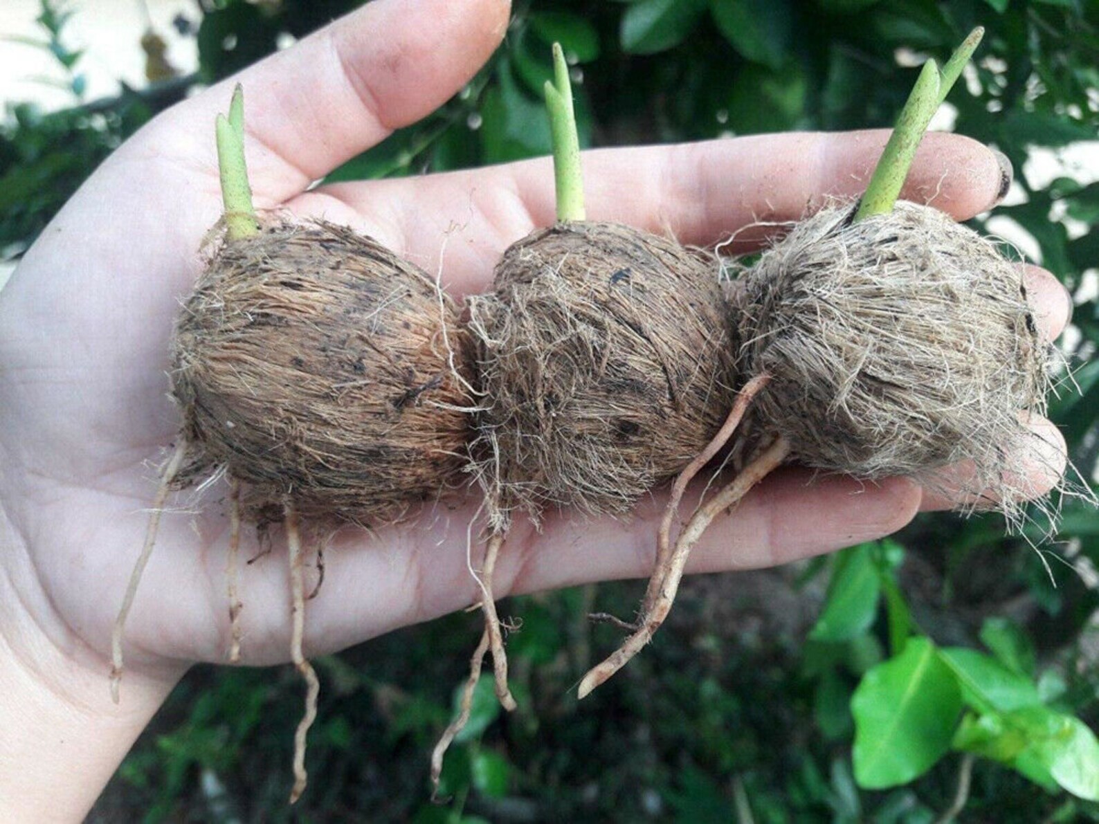 3 fresh seeds Areca Catechu Betel Nut Palm Etsy