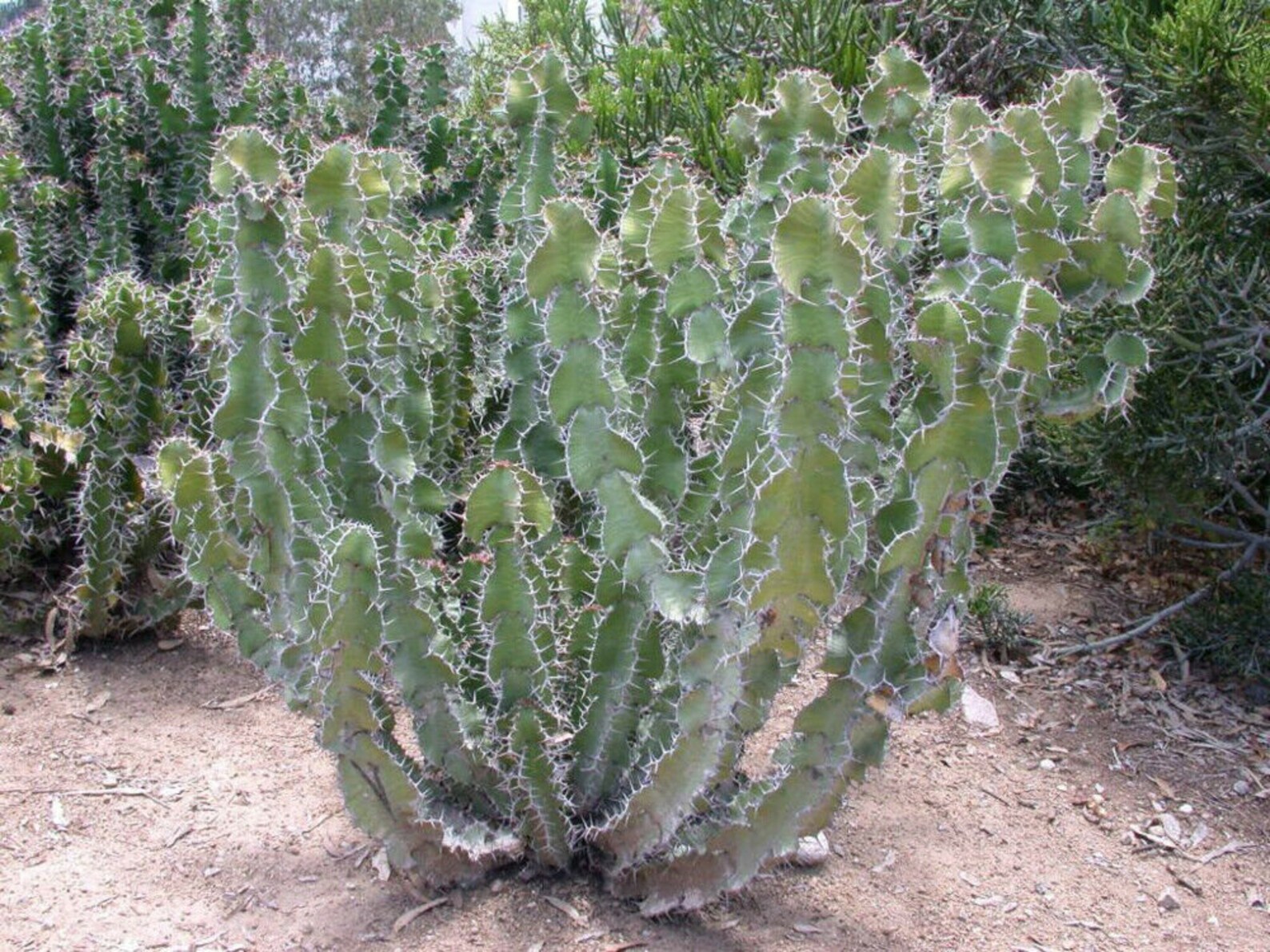 5 seeds Euphorbia Grandicornis Cow's Horn Euphorbia Etsy