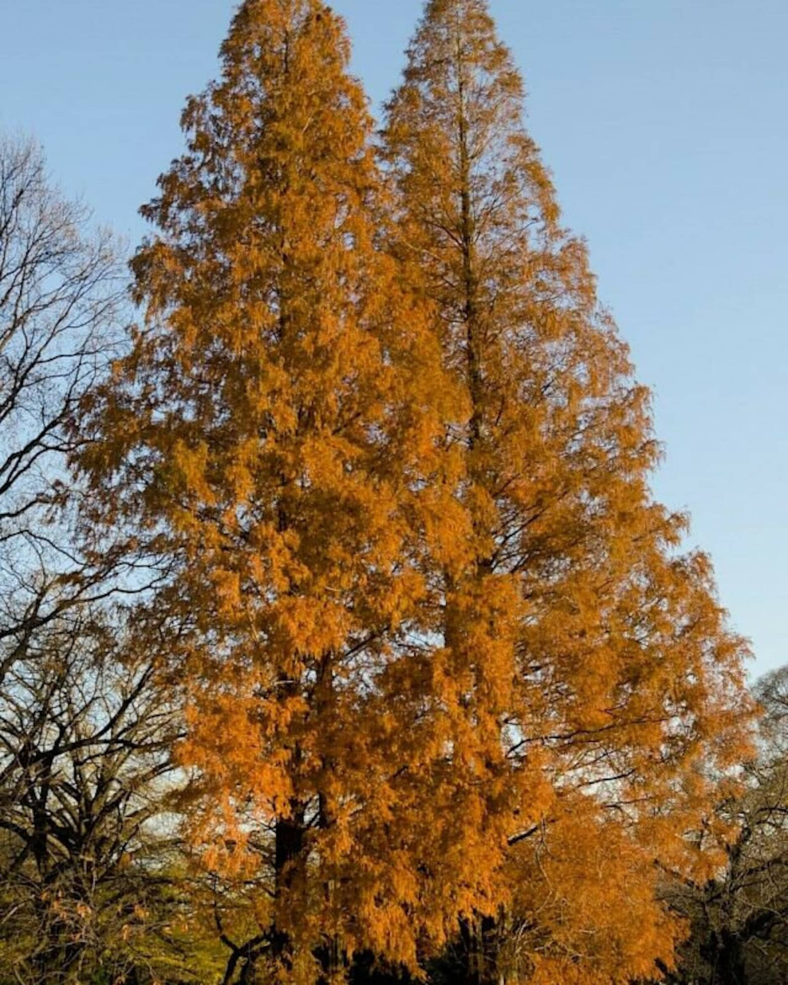 metasequoia half import