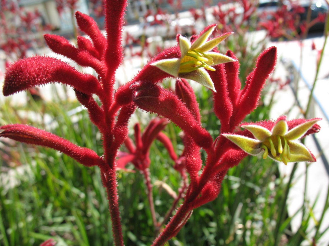30 Seeds Red Kangaroo Paw Anigozanthos Rufus Etsy