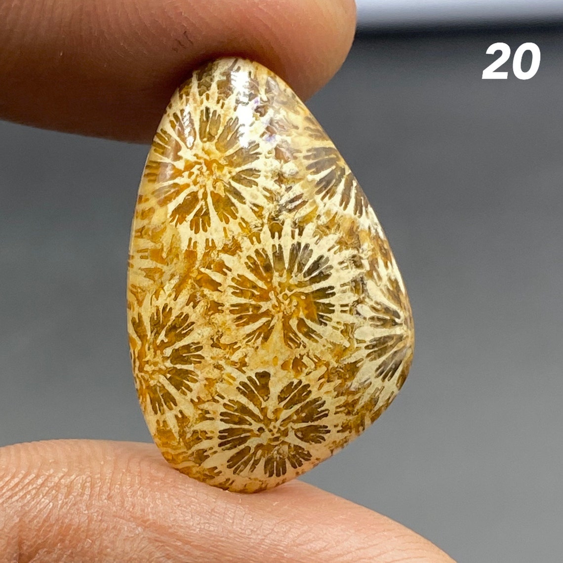Attractive Yellow Fossil Coral Cabochon Fossil Coral Etsy UK