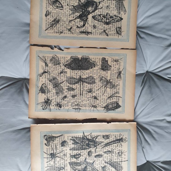 Bilder - Käfer Insekten Schmetterlinge u.m. - Druck auf antiquarischen Buchseiten von 1888 - alte Schrift - Antik -Kunst- Vintage-1x od. Set