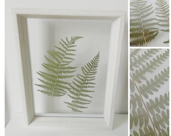 Pressed Ferns Etsy