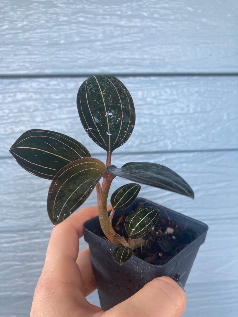 Jewel Orchid Ludisia Discolor | Etsy