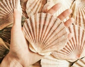 1, 3, 6, 12 Large Natural Flat Scallop Shell Irish Sea Shells UK