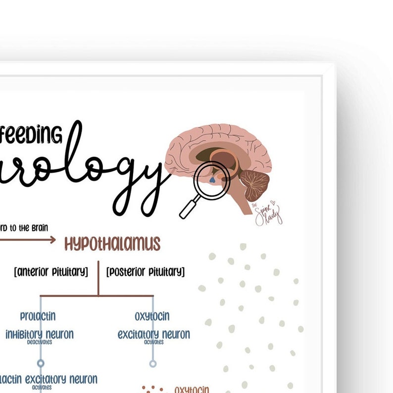 Breastfeeding Neurology Let Down Reflex Breastfeeding Etsy