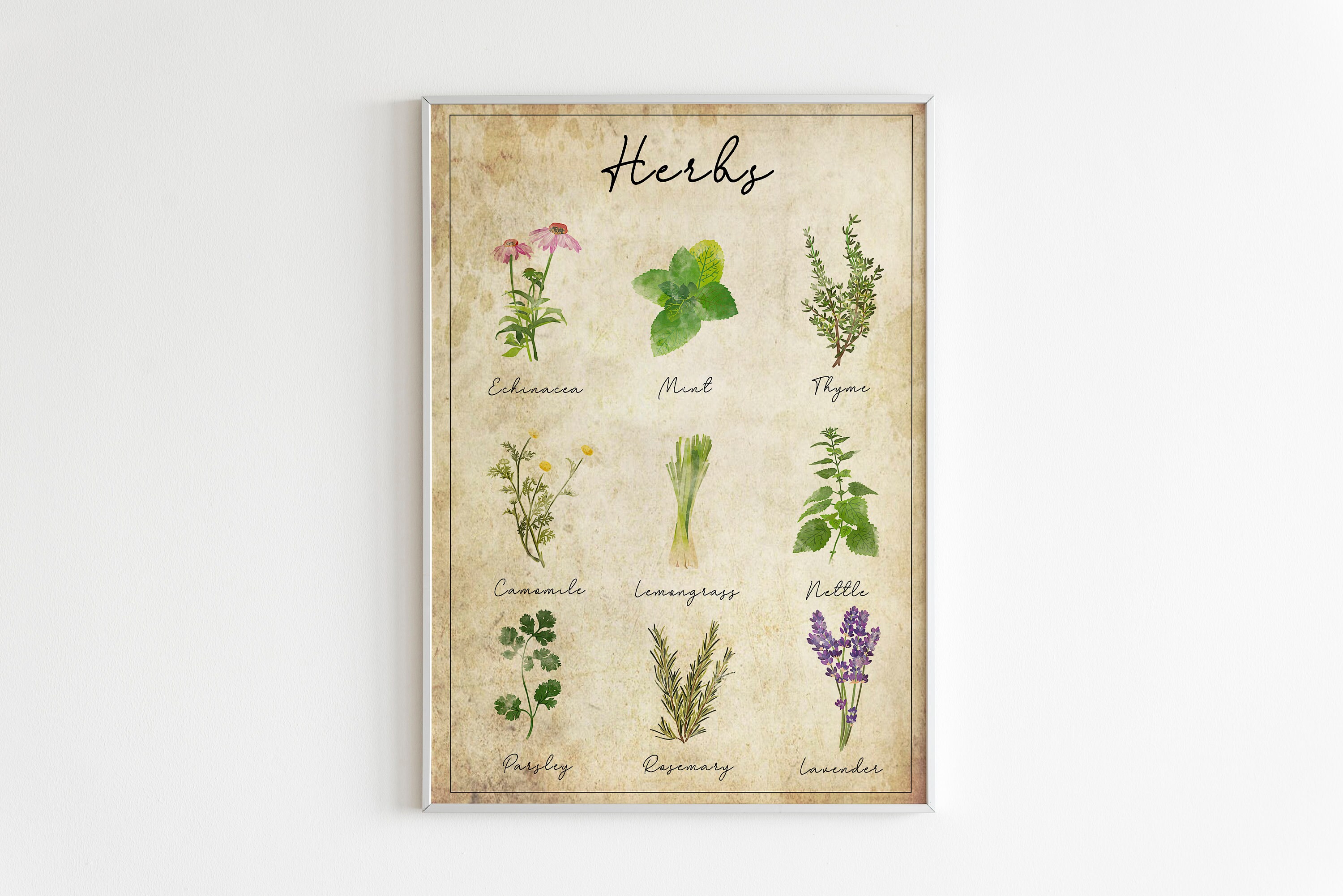 Vintage Herb Poster Print Herb Printables Kitchen | Etsy