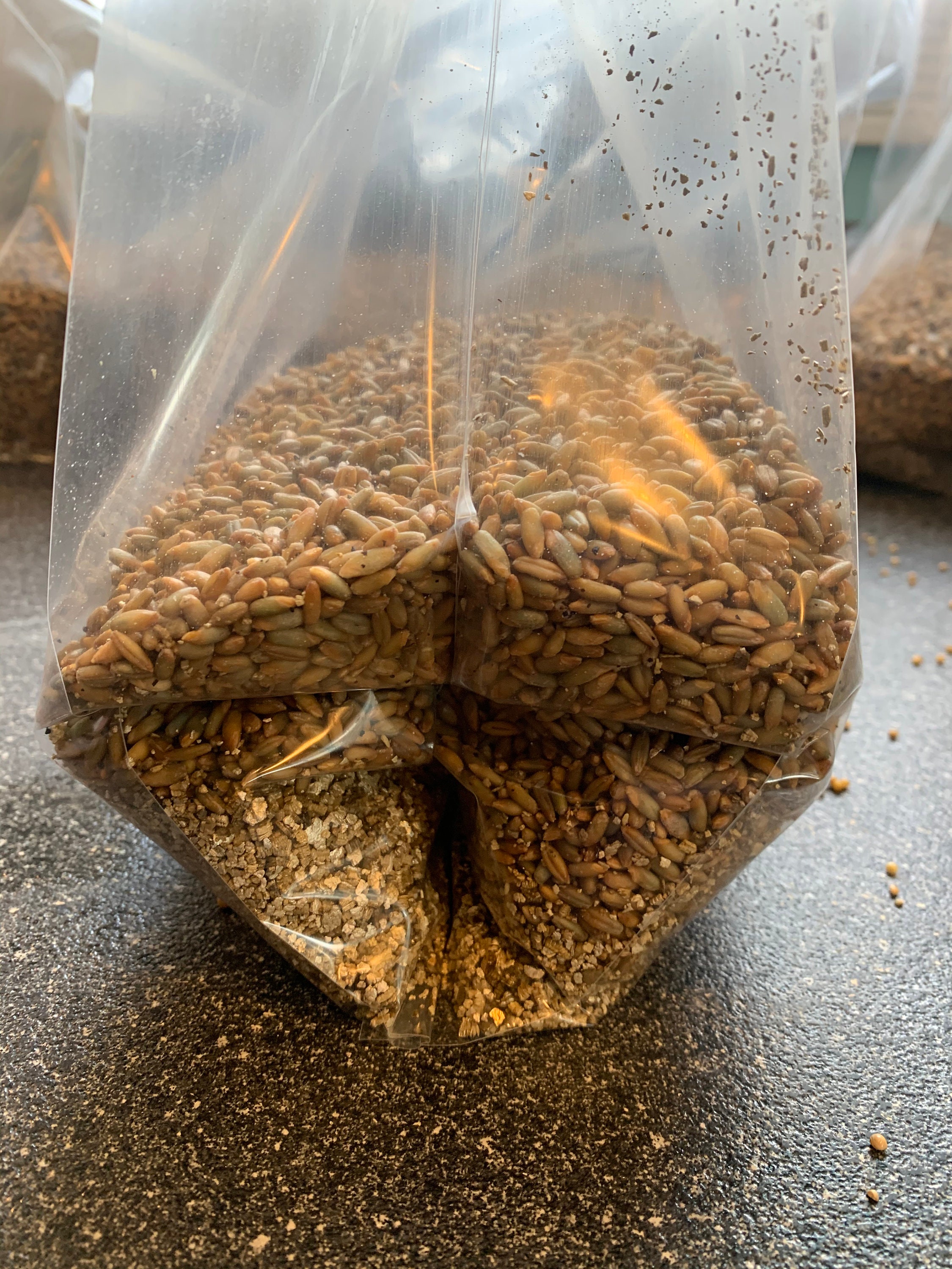 3lb/5lb Rye Grain Spawn Bags Etsy