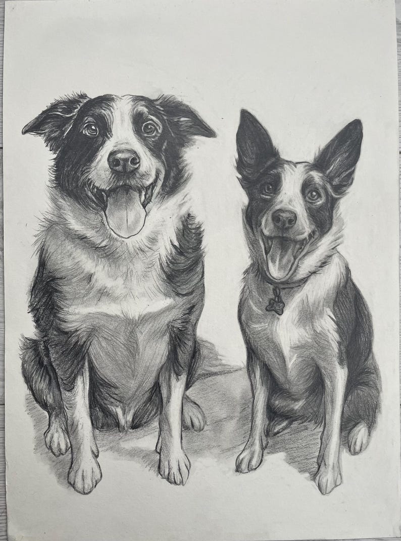 Peut inclure: Dessin au crayon de deux chiens, probablement des Colleys, assis c&ocirc;te &agrave; c&ocirc;te. Les chiens sont repr&eacute;sent&eacute;s en niveaux de gris, avec des ombres d&eacute;taill&eacute;es. L'un des chiens a la langue sortie, l'autre porte un collier.