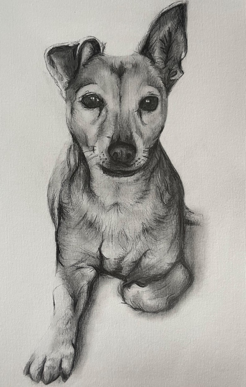 Peut inclure: Un dessin au fusain d'un chien, rendu en nuances de gris. Le chien est assis et regarde directement le spectateur. L'&oelig;uvre capture les traits du chien, y compris sa fourrure, ses yeux et ses oreilles, avec des ombres d&eacute;taill&eacute;es.