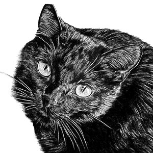 Peut inclure: Illustration en noir et blanc d'un visage de chat. Le pelage du chat est textur&eacute;, et ses yeux sont ouverts avec un l&eacute;ger regard. Les moustaches sont longues et pro&eacute;minentes, et le fond est blanc.