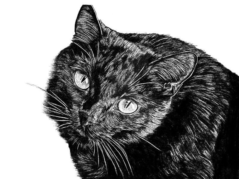 Peut inclure: Illustration en noir et blanc d'un visage de chat. Le pelage du chat est textur&eacute;, et ses yeux sont ouverts avec un l&eacute;ger regard. Les moustaches sont longues et pro&eacute;minentes, et le fond est blanc.