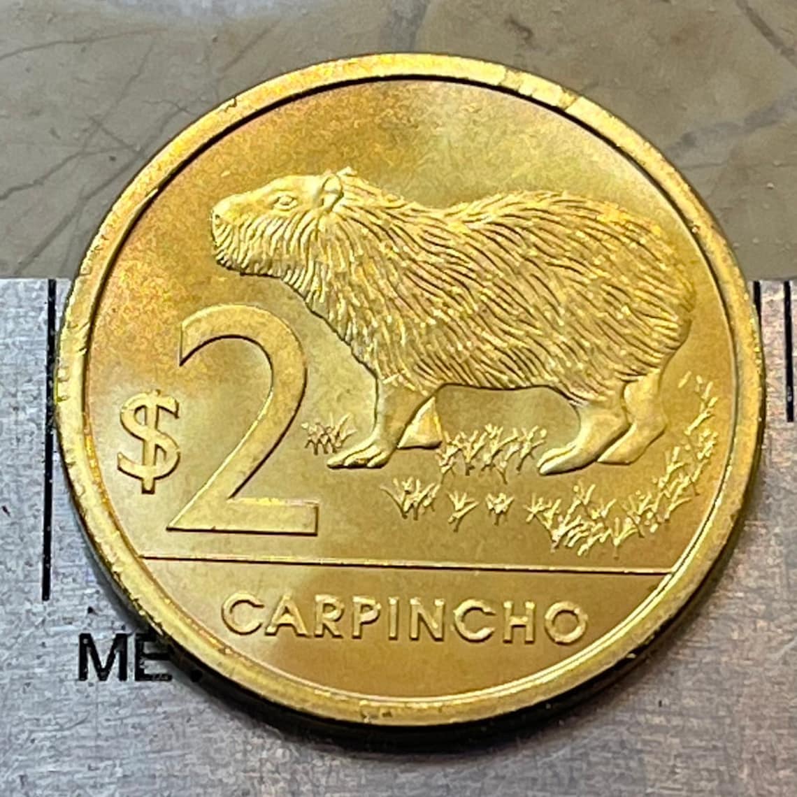 Capybara 2 Pesos Uruguay Authentic Coin Money for Jewelry and | Etsy