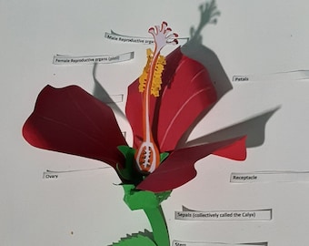 Maníacos - Aprenda através da reprodução de arquivos SVG de flores de hibisco 3D