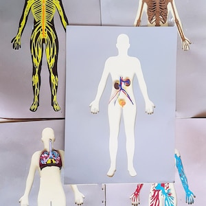 May include: Five different anatomical diagrams of the human body. The diagrams show the nervous system, skeletal system, circulatory system, digestive system, and respiratory system.