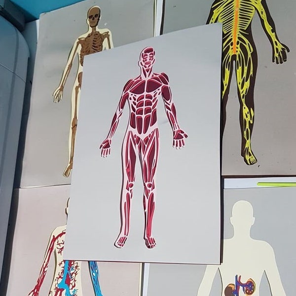 Maniacs- Learn through Play Human Body Book- muscular svg files