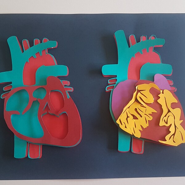 Maniacs- Learn through Play Human Anatomy Heart svg files