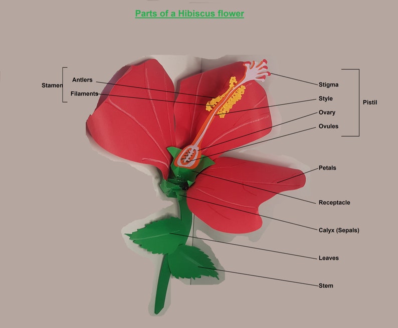 Maniacs Learn Through Play 3D Hibiscus Flower SVG Files - Etsy