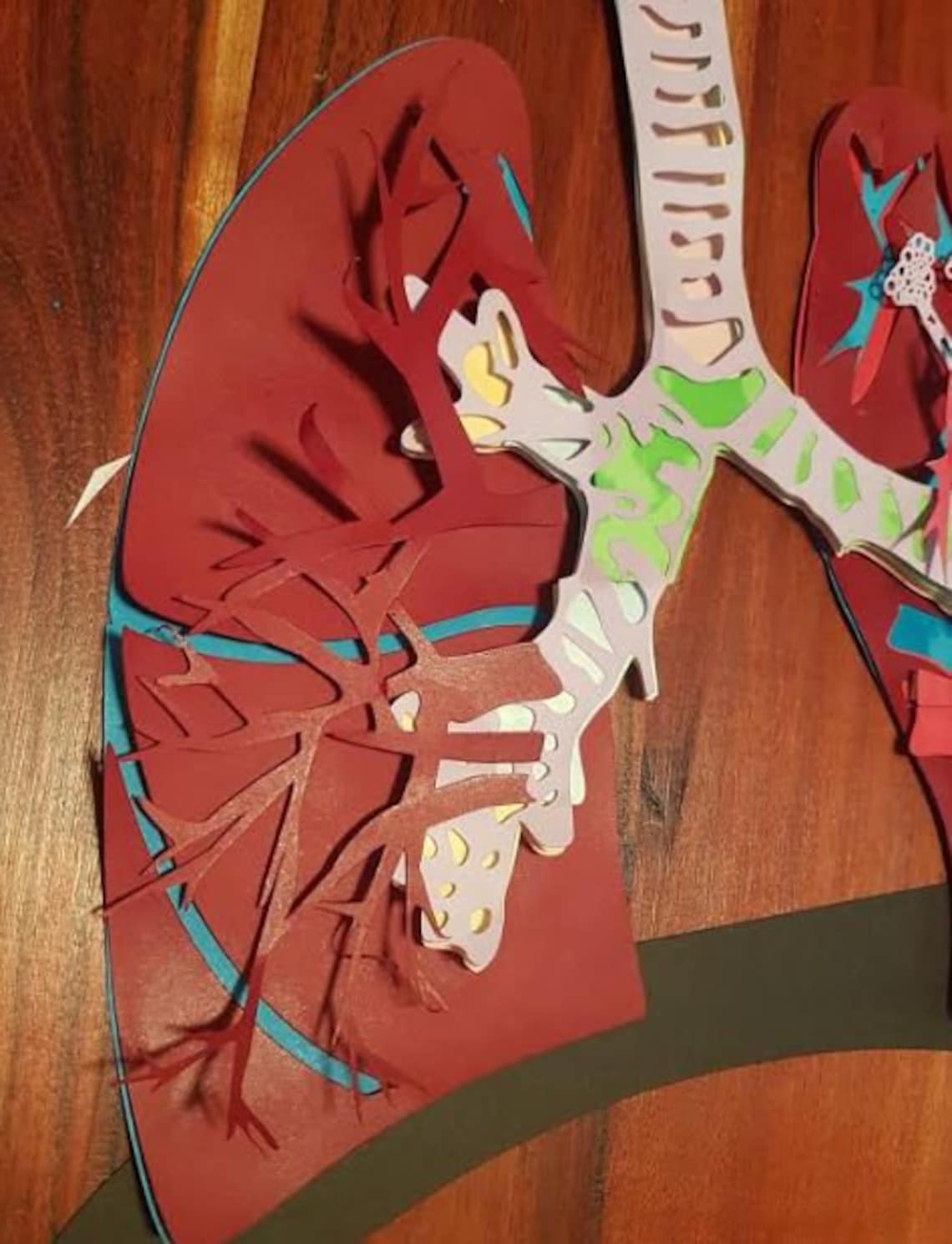 Human Anatomy Model respiratory System Svg Files for 3D Etsy Australia Human anatomy model respiratory system svg files for 3d