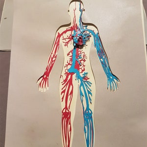 Maniacs- Aprenda a través del libro de anatomía Play- Archivos svg del sistema circulatorio