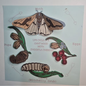 Maniakken - Leer door te spelen Levenscyclus van een vlinder SVG-bestanden