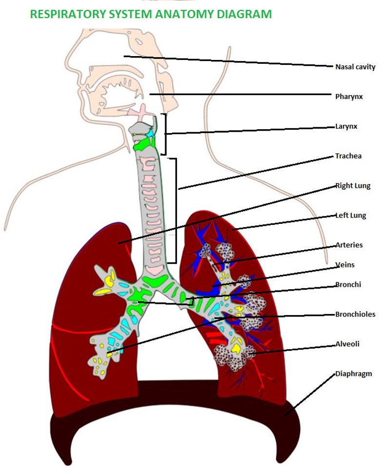 Human anatomy model Respiratory system svg files for 3D | Etsy