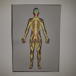 May include: A diagram of the human nervous system, showing the brain, spinal cord, and nerves throughout the body. The diagram is on a gray background.