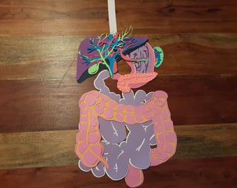 May include: A colorful paper model of the human digestive system, including the liver, stomach, small intestine, and large intestine. The model is made of different colors of paper and is cut out and assembled.