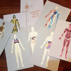May include: Set of eight anatomical illustrations of the human body. Each illustration is printed on a separate card and shows a different system of the body, including the skeletal, muscular, nervous, circulatory, and digestive systems. The cards are labelled with the title "Human Body Book".