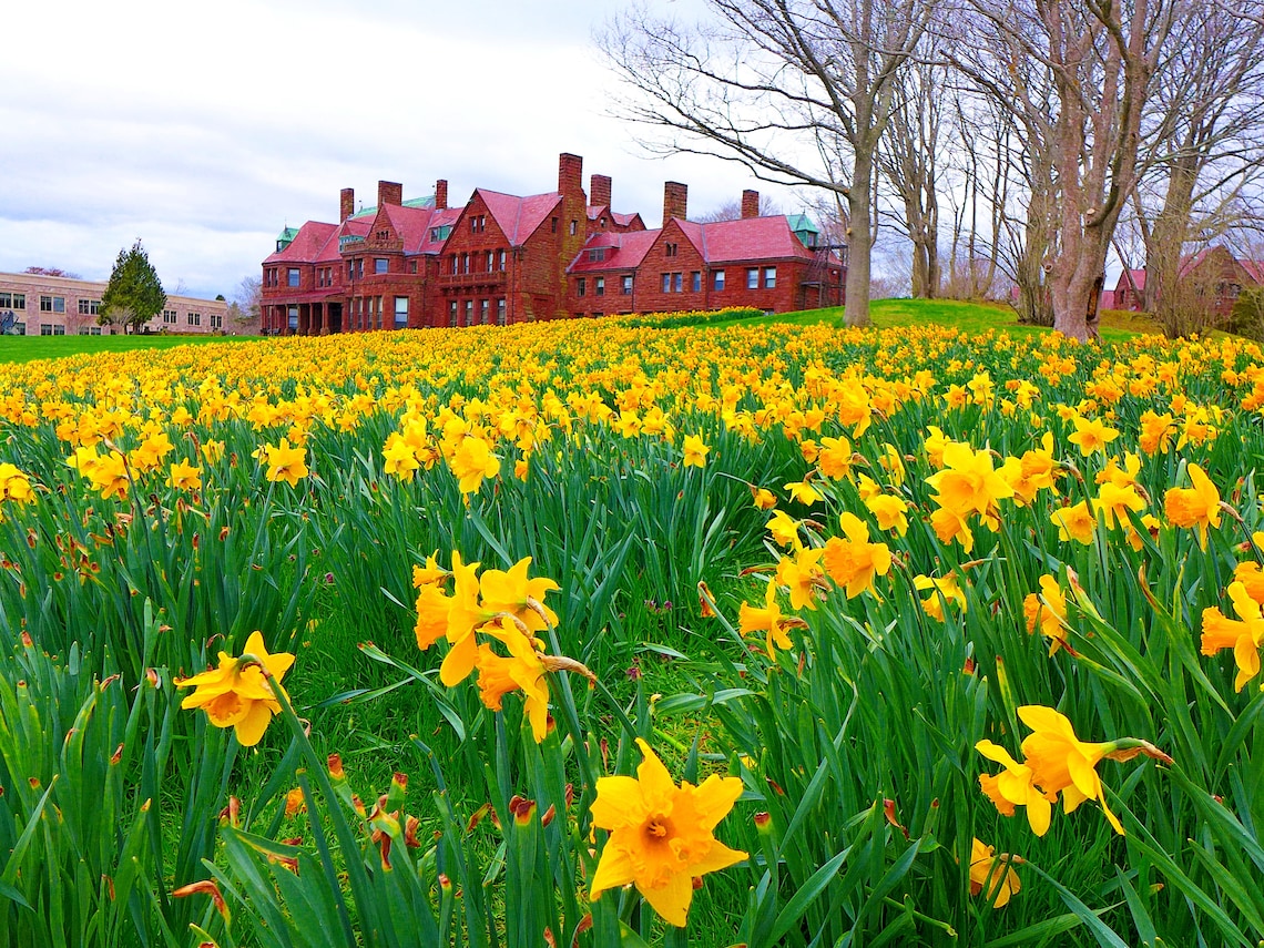 Fields of Daffodils 8X10 Unframed Photo Print Daffodil Scene Etsy