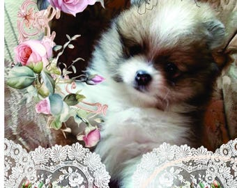 Impresión de Pomerania: Rosas y encaje (PDF/JPEG digital)