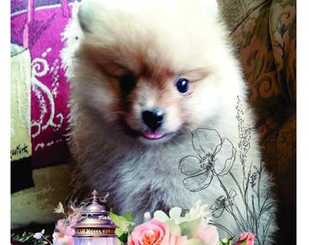 Estampados de Pomerania/ Encaje y rosas (Impresión 4). Impresión digital en formato JPEG y PNG.