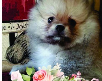 Estampados de Pomerania/ Encaje y rosas. Impresión digital en formato JPEG y PNG.