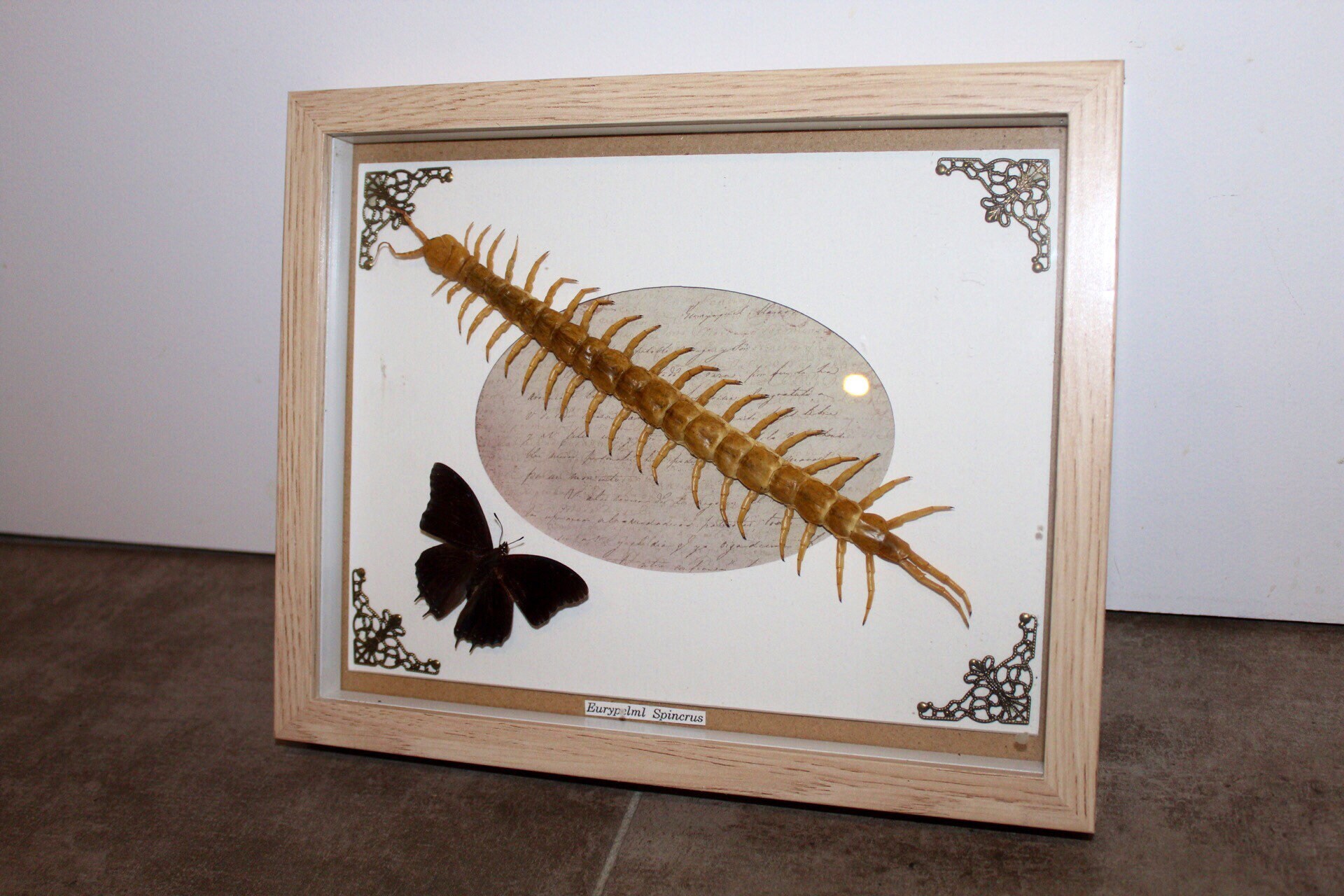 Cadre Papillon Naturalisé et Scolopendre Entomologie Taxidermie Cabinet Curiosité Vrai Papillon