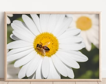 Daisy and Bee Macro Photograph: Coastal Maine Wall Art