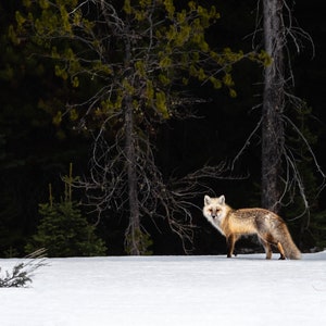 Wildlife Photography Print - Fox in the Grand Teton National Park - Wildlife Print, Fox Photograph, Wall Decor, Wildlife Photography