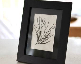 Seaweed Art, Seaweed black and white picture, Framed Coastal Art, Welsh Seaweed, Contemporary Picture,  Seaside Art