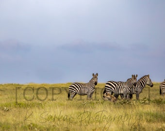 Spots vs. Stripes