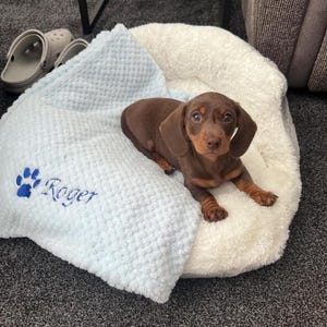 May include: A small brown dachshund puppy resting on a white plush pet bed with a light blue textured blanket featuring an embroidered blue paw print and the name Roger in blue script lettering, positioned near a pair of gray clogs.